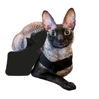 🧛