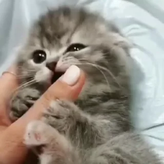 🐈