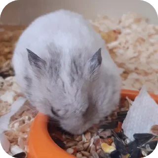 🐦