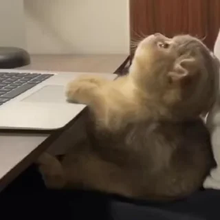 🐱