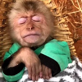 🙉