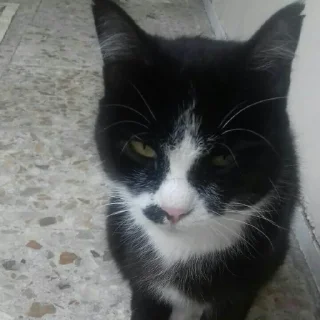 😺