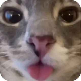 🐱