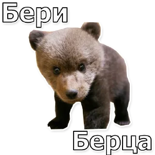 🐻