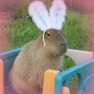 🐰