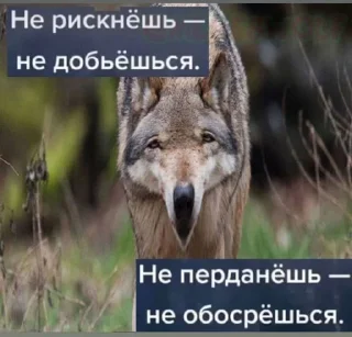 🐺