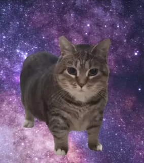 🐈