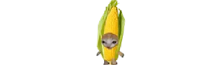 🌽