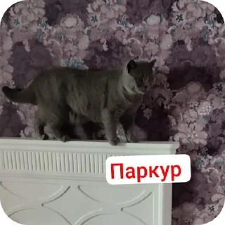 🐱