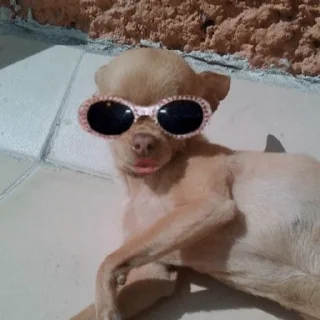 🐕