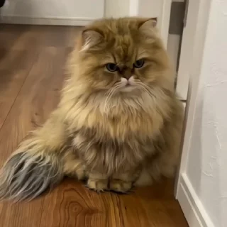 🐈‍⬛️