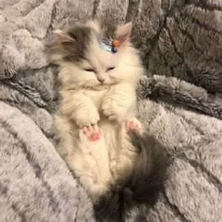 🐱