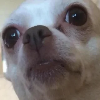 🐕