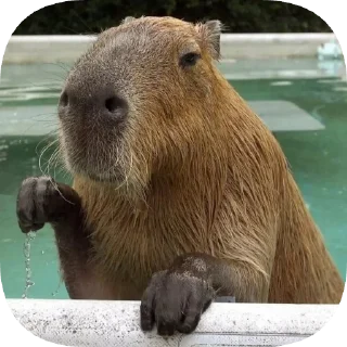✋