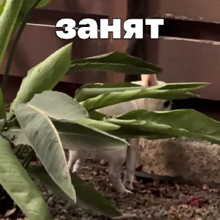 💩