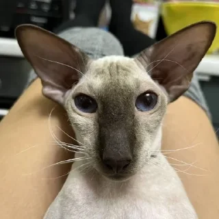 🌟