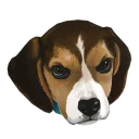 🐶