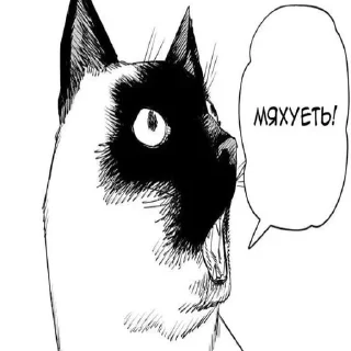 🙀