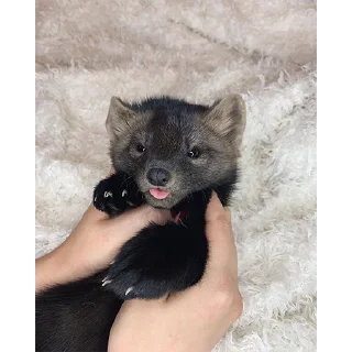 🤲
