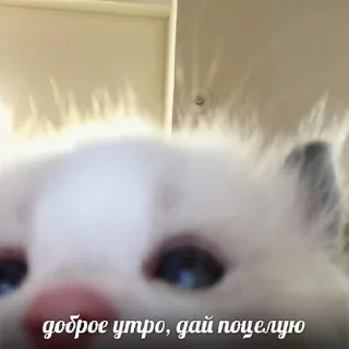 🛌