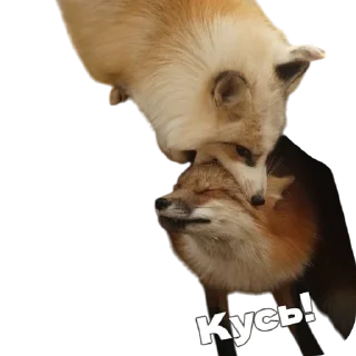 🦊