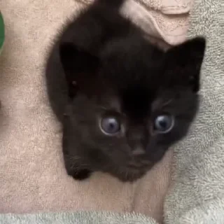 🙀
