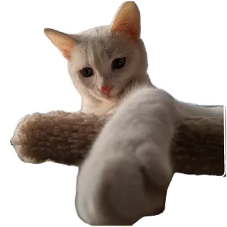 🐱