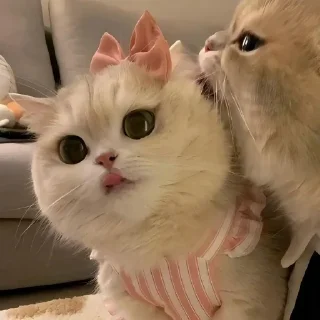 😋