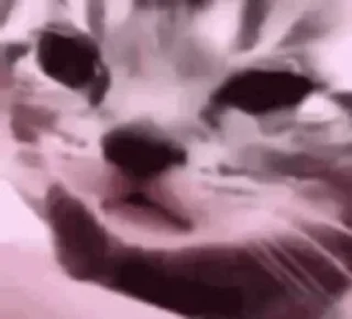 🐱