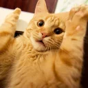 🙀