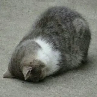 🐈