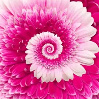 🌸