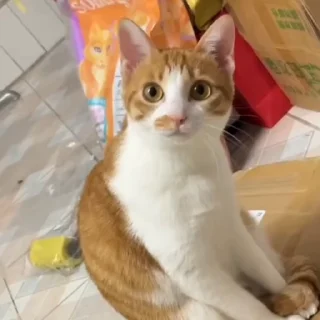 🤩