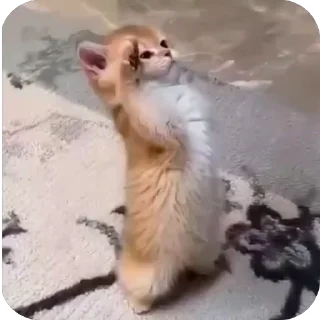 🤩