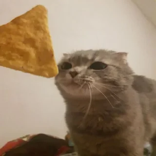 😼