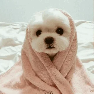🐾