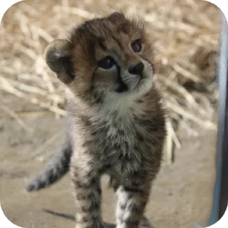 🐱