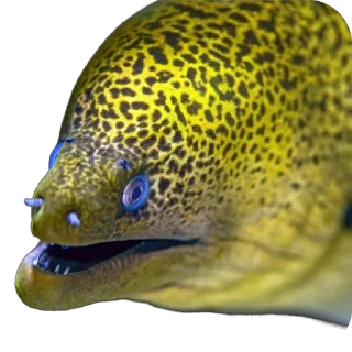 🐡