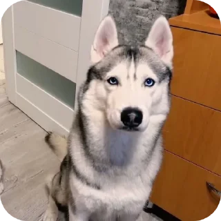 🐶
