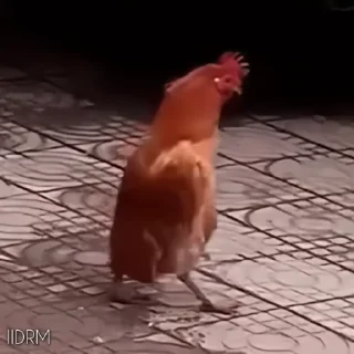 🐓