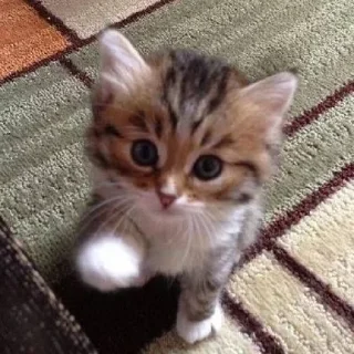 🐈
