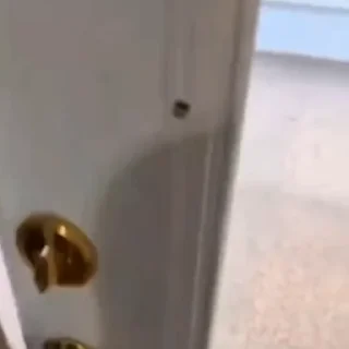 🐩