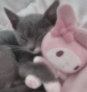 my kittes @ssshhhipuchka :: @fStikBot