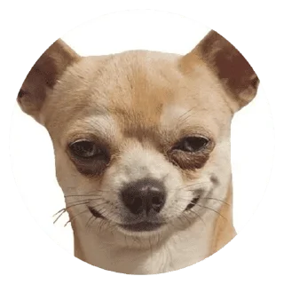 🐶
