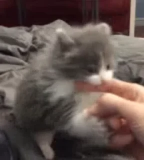 🐱