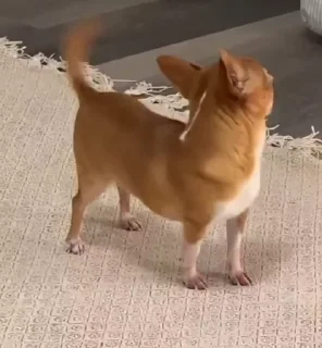 🤪