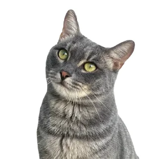 🐈