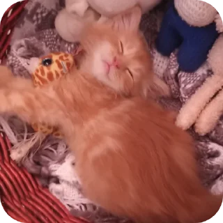 🤲