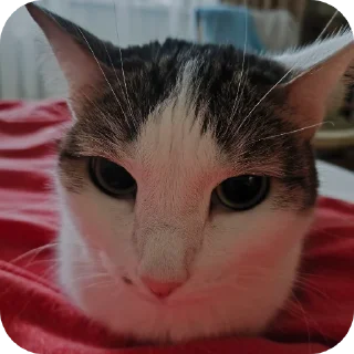 🐱
