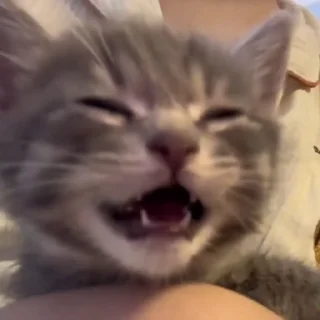 🐈